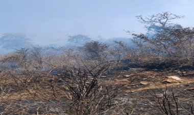 BIG NEWS : टामोटी के जंगल में लगी भीषण आग, फिर पुलिस और दमकल की टीम पहुंची मौके पर, मशक्कत के बाद पाया काबू, पढ़े खबर