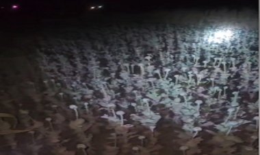BIG NEWS : खेत में लगे अफीम के अवैध डोडे, सूचना पर नारायणगढ़ पुलिस ने की कार्यवाही, हजारों पौधे जप्त, तो एक आरोपी गिरफ्तार, पढ़े खबर