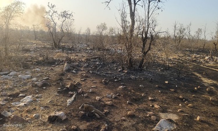NEWS : मनासा क्षेत्र के इस गांव के जंगल में फिर लगी भीषण आग, मौके पर पहुंची तीन-तीन फायर फाइटर, फिर आगजनी पर पाया काबू, पढ़े खबर