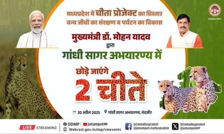 BIG NEWS : गांधी सागर अभ्यारण होगा चीतों का नया ठिकाना, सीएम इस प्रोजेक्ट का करेंगे शुभारंभ, मुख्यमंत्री डॉ. मोहन यादव का आज नीमच जिले में दौरा, जाने हर कार्यक्रम की पूरी रूपरेखा, पढ़े खबर