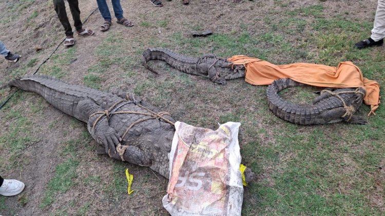 BIG NEWS : नारायणगढ़ क्षेत्र के इस गांव में विशालकाय पानी के राजा की दस्तक,जब देखा ग्रामीणों ने तो मची खलबली,फिर वनविभाग का अमला पंहुचा मोके पर,यु हुआ रेस्क्यू,पढ़े ये खबर