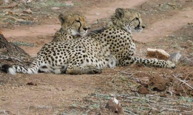 BIG NEWS : गांधी सागर अभयारण्य को बनाया अपना नया घर, अब चीतों को रास आ रही नीलगाय, हर दूसरे दिन कर रहे शिकार, अपनी प्राथमिक सूची में रखा, पढ़े खबर