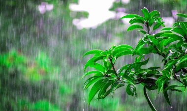 BIG NEWS : वर्षाकाल से पहले नीमच जिला स्वास्थ्य विभाग अलर्ट, नागरिकों को लिए एडवाइजरी जारी, सर्पदंश के प्रति रहें सतर्क, तत्काल यहां कराएं उपचार, अप्रिय घटनाओं को रोकने की दिशा में बड़ा कदम, पढ़े खबर