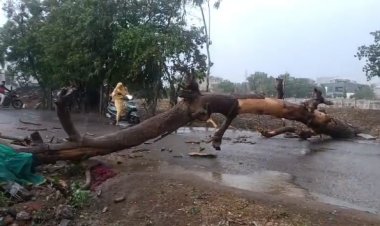 BIG NEWS : जिले में मौसम ने ली करवट, नीमच की इस कॉलोनी के पास गिरा विशालकाय पेड़, आवागमन हुआ बाधित, फिर मौके पर पहुंची टीम ने किया रेस्क्यू, पढ़े खबर