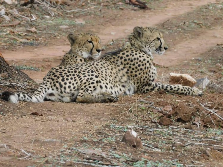 BIG NEWS : गांधी सागर अभयारण्य को बनाया अपना नया घर, अब चीतों को रास आ रही नीलगाय, हर दूसरे दिन कर रहे शिकार, अपनी प्राथमिक सूची में रखा, पढ़े खबर