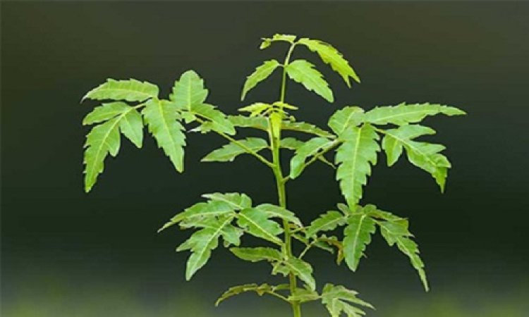 NEWS : NSSG रोपेगा एक हजार नीम के पौधे, विश्व पर्यावरण दिवस से चलेगा पौधारोपण व जागरूकता अभियान, यहां हुई बैठक संपन्न, पढ़े खबर