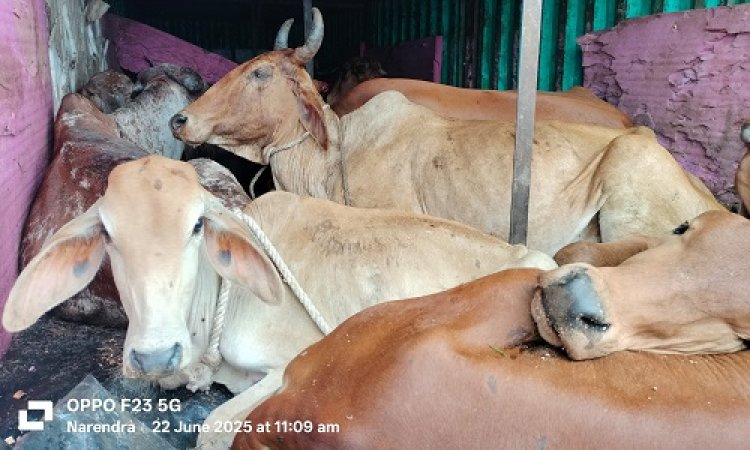 BIG NEWS : पुलिस को मिली सूचना, तो तस्करी के खिलाफ की बड़ी कार्यवाही, कंटेनर से गौवंश जप्त, आरोपी भी गिरफ्तार, हिन्दू संगठन की मिली मदद, ये मामला मंदसौर जिले का, पढ़े खबर