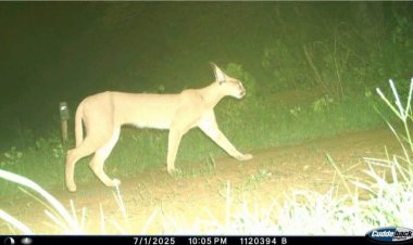 BIG NEWS : गांधी सागर में पाया गया दुर्लभ स्याहगोश, इन प्रजातियों के लिये भी सुरक्षित आश्रय स्थली बना अभ्यारण्य, क्या है गर्व की बात, पढ़े खबर
