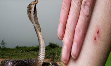 BIG BREAKING : सफाई करती महिला को जहरीले सांप ने डसा, गंभीर हालत में पहुंचाया जिला अस्पताल, उपचार जारी, मामला सरवानिया नगर परिषद का, पढ़े खबर