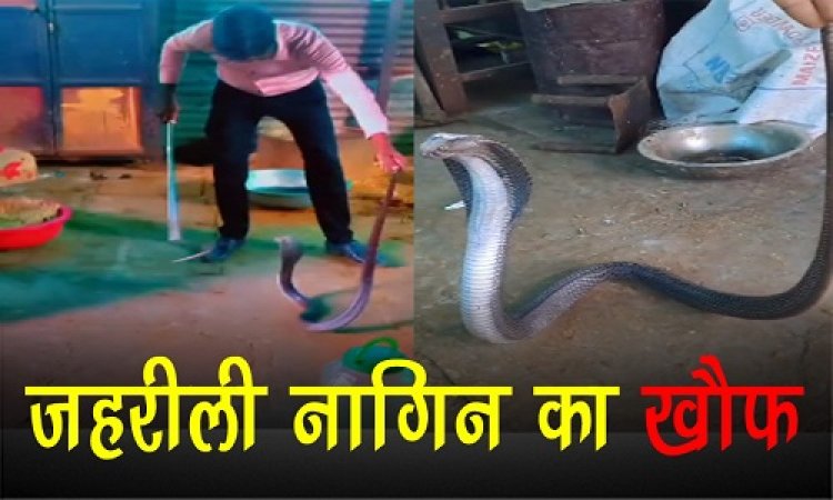 OMG ! घर में फन फैलाकर बैठी जहरीली नागिन, तो परिवार के लोगों के छूटे पसीने, फिर सर्फराज पहुंचा मौके पर, और किया रेस्क्यू, पकड़कर सुरक्षित जंगल में छोड़ा, पढ़े खबर