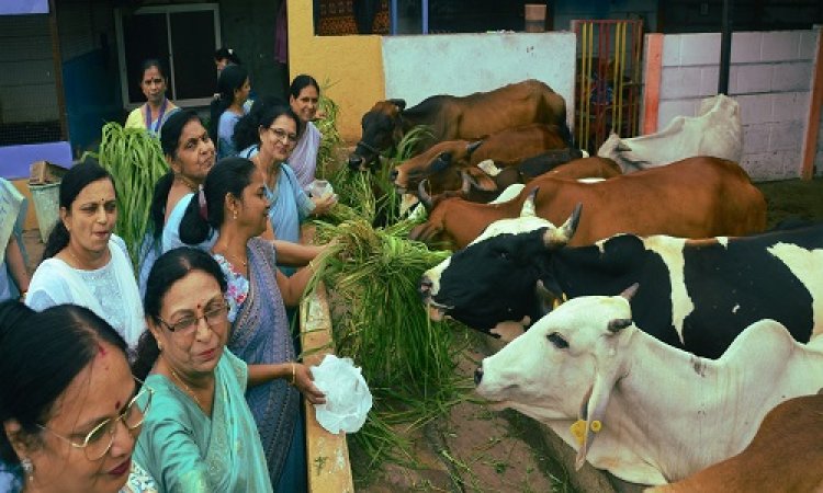 NEWS : गौमाताओं को खिलाया चारा, तो यहां किया पौधरोपण, इनर व्हील का सेवा प्रकल्प संपन्न, सदस्याओं ने बढ़-चढ़कर लिया हिस्सा, पढ़े खबर
