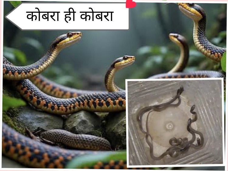 BIG NEWS : आज नागपंचमी का दिन,ओर मल्हारगढ़ में फैली बेबी कोबरा की सनसनी,एक ही घर में मिले एक के बाद एक सपोले,फिर यु किया रेस्क्यू,पढ़े ये खबर