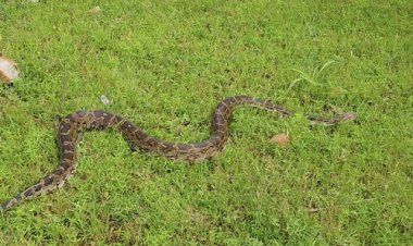 BIG NEWS : सरकारी कुएं में दिखा अजगर, तो ग्रामीणों में फैली दहशत, फिर मनासा वन विभाग की टीम पहुंची मौके पर, रेस्क्यू कर पाइथन को छोड़ा जंगल में, पढ़े खबर