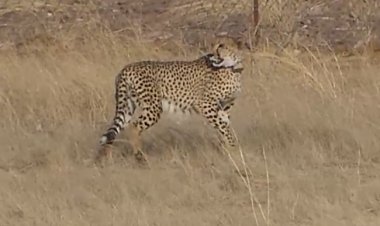 NEWS : गांधी सागर अभ्यारण में चार माह पूरे करेंगे प्रभास और पावक, सितंबर में आएंगे और भी अफ्रीकी चीते, वन्यजीव संरक्षण और पर्यटन को मिलेगा नया आयाम, पढ़े खबर