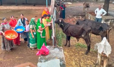 NEWS : महिलाओं ने किया गौमाता का पूजन, रोटी और हरी घास खिलाकर लिया आशीर्वाद, कुछ यूं मनाया बछ बारस पर्व, पढ़े खबर