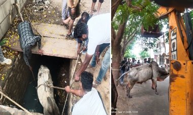BIG NEWS : 12 घंटे से नाले में फंसे नंदी, फिर बाइक लेकर उतरे गौ-सेवक, कड़ी मशक्कत के बाद सुरक्षित बाहर निकाला, गऊ सेवा दल और नगर पालिका टीम ने किया सफल रेस्क्यू, पढ़े खबर
