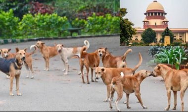 BIG NEWS : DOG लवर्स की बड़ी जीत,छोड़े जायेगे पकड़े गए कुत्ते,पर अब होगी कुछ पाबंदिया भी,अब इन पर भी जिम्मेदारियां,सुप्रीम कोर्ट का आया ये बड़ा फैसला,जो लागु होगा पुरे देश में भी,पढ़े ये खबर