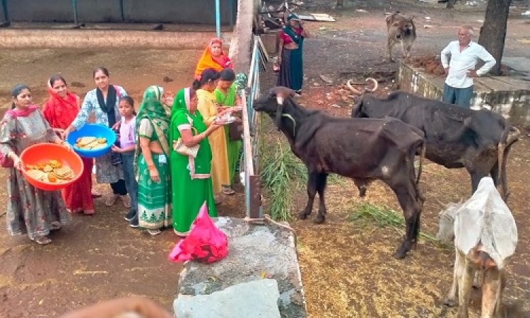 NEWS : महिलाओं ने किया गौमाता का पूजन, रोटी और हरी घास खिलाकर लिया आशीर्वाद, कुछ यूं मनाया बछ बारस पर्व, पढ़े खबर