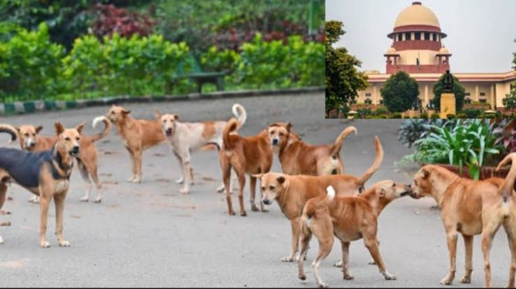 BIG NEWS : DOG लवर्स की बड़ी जीत,छोड़े जायेगे पकड़े गए कुत्ते,पर अब होगी कुछ पाबंदिया भी,अब इन पर भी जिम्मेदारियां,सुप्रीम कोर्ट का आया ये बड़ा फैसला,जो लागु होगा पुरे देश में भी,पढ़े ये खबर