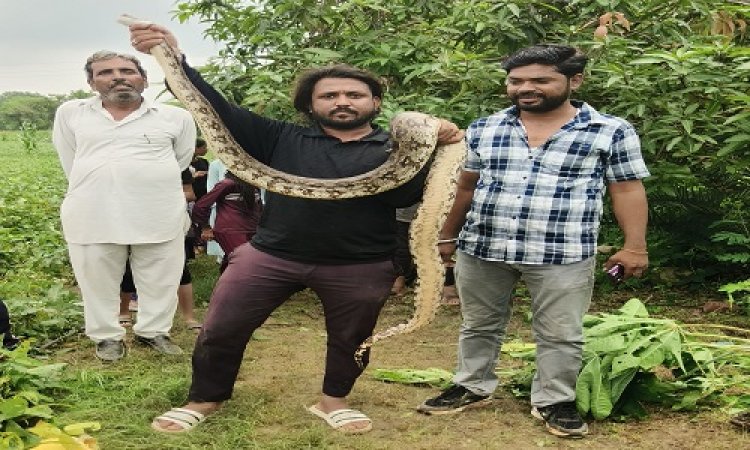 BIG NEWS : खेत में निकला विशालकाय अजगर, तो सर्पमित्र ने किया रेस्क्यू, फिर वन विभाग का अमला भी पहुंचा मौके पर, पढ़े खबर