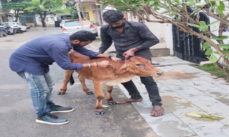 BIG NEWS : गौमाता में इस वाइरस के दिखे लक्षण, तो सेवा दाल हुआ एक्टिव, नीमच के विभिन्न क्षेत्रों में पहुंची टीम, गाय और बछड़े का किया उपचार, पढ़े खबर