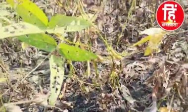 NEWS : सोयाबीन में लगा ये रोग, तो खेतों में फसले हुई खराब, किसानों को हुआ भारी नुकसान, अब सरकार और जिला प्रशासन से की बड़ी मांग, पढ़े खबर