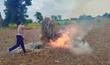 BIG NEWS : मोजैक रोग से बर्बाद हुई फसले, तो किसान में पनप रहा आक्रोश, लगाया सोयाबीन का ढेर, और कर दिया आग के हवाले, मामला पिपलियामंडी क्षेत्र का, पढ़े खबर