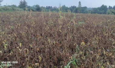 BIG NEWS : पहले वाइरस का प्रकोप, अब बेमौसम बारिश का भी कहर, मनासा क्षेत्र में सोयाबीन की फसल फिर हुई बर्बाद, क्या बोले अन्नदाता, पढ़े इस खबर में