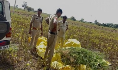 BIG NEWS : सुवासरा पुलिस की अवैध मादक पदार्थ पर प्रभावी कार्यवाही, आरोपी श्यामसिंह के खेत से गांजे के 800 पौधे जप्त, मक्का की फसल के बीच कर रहा था खेती, ऐसे हुआ भंडाफोड़, पढ़े खबर