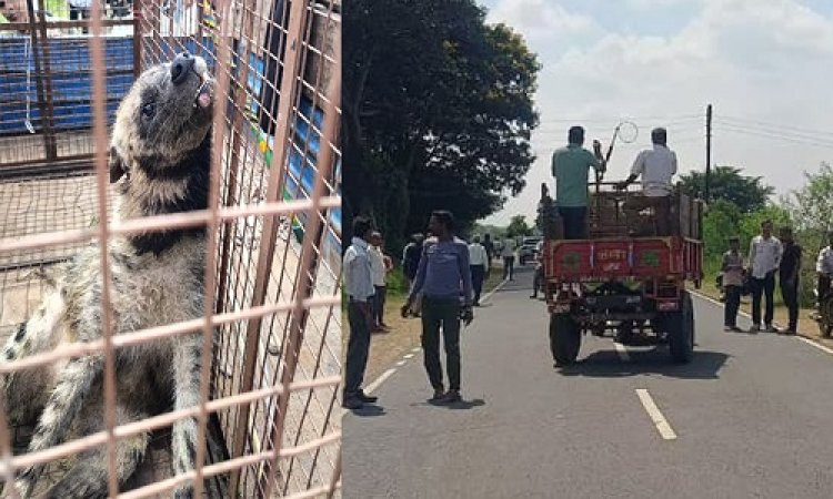 BIG NEWS : जावद क्षेत्र में दिखाई दिया ये खूंखार जानवर, तो वन विभाग की टीम पहुंची मौके पर, फिर रेस्क्यू कर घायल लक्कड़बग्घे को पकड़ा, आखिर इसे क्यों ले गए अस्पताल, पढ़े खबर