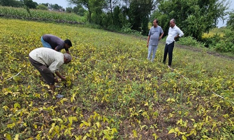 NEWS : अतिवृष्टि से फसलों को नुकसान, मनासा क्षेत्र के किसानों ने ली राहत की सांस, इस गांव में शुरू हुआ सर्वे, पटवारी सहित टीम पहुंची खेतों में, पढ़े खबर