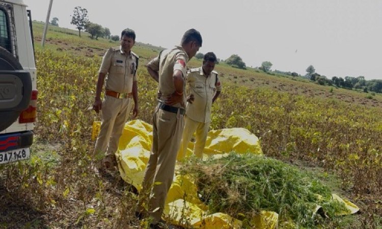 BIG NEWS : सुवासरा पुलिस की अवैध मादक पदार्थ पर प्रभावी कार्यवाही, आरोपी श्यामसिंह के खेत से गांजे के 800 पौधे जप्त, मक्का की फसल के बीच कर रहा था खेती, ऐसे हुआ भंडाफोड़, पढ़े खबर