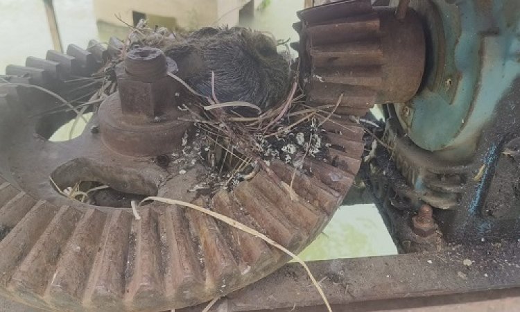BIG NEWS : चौकाने वाला खुलासा, आरटीआई के जाल में उलझी जिम्मेदारों की लापरवाही, प्लांट के चैंम्बर के नीचें मिले अंडे और गंदगी के ढेर, सिस्टम की मोटर पड़ी बंद, क्या फिर भी शहर में सप्लाय हो रहा पेयजल, पढ़े खबर