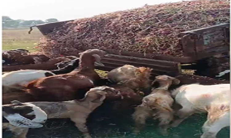 OMG ! प्याज के भाव गिरे, तो किसानों ने जताई नाराजगी, लखमी गांव के परेशान अन्नदाता ने उठाया बड़ा कदम, अन्न के रूप में इन्हें खिला दी पूरी फसल, पढ़े खबर