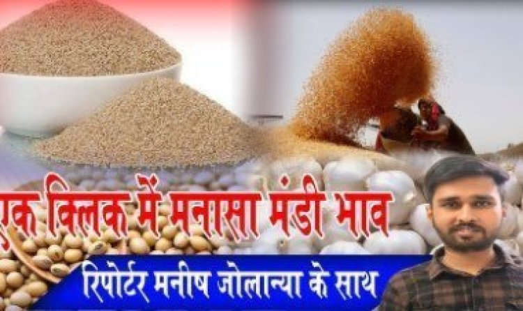 MANASA MANDI : मनासा मंडी में चना और लहसुन की बंपर आवक, आज किस जींस के भाव में आई गिरावट, और किसके दाम रहें तेज, देखें मनीष जोलान्या की इस रिपोर्ट में