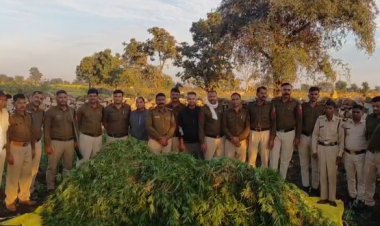 BIG NEWS : खेत को बनाया काली कमाई का जरियां, फसलों के बीच उगाया अवैध नशा, सूचना मिलते ही दबिश देने पहुंची पुलिस, गांजे के हजारों पौधे बरामद, वजन तीन क्विंटल से ज्यादा, ये बड़ी कार्यवाही कुकड़ेश्वर पुलिस की, इन थानों की टीमों का भी मिला सहयोग, पढ़े खबर