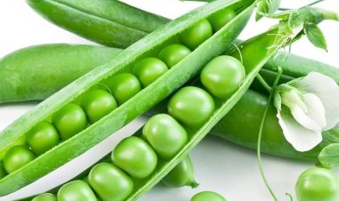 सर्दियों की मटर खाने से मिलेंगे 5 हैरान कर देने वाले गजब फायदे, बस जान लें सेवन का ये सही तरीका…