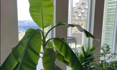 आखिर केले का पौधा क्यों माना जाता है धन और समृद्धि का प्रतीक जानें ये,