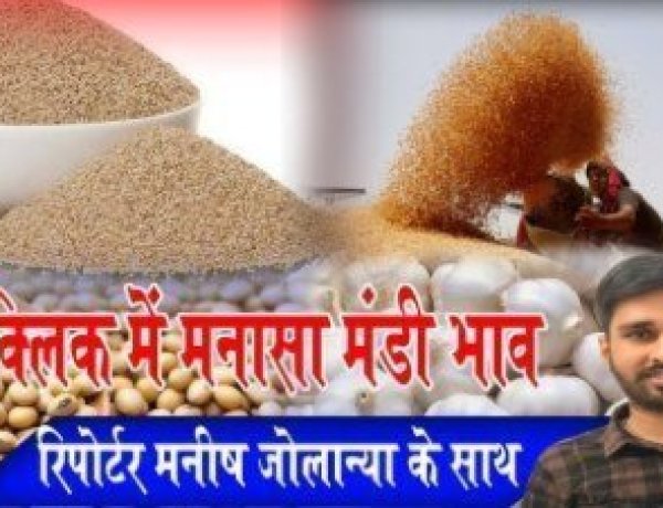 MANASA MANDI : मनासा मंडी में लहसुन और मक्का की बंपर आवक, आज किस जींस के भाव में आई गिरावट, और किसके दाम रहें तेज, देखें मनीष जोलान्या की इस रिपोर्ट में