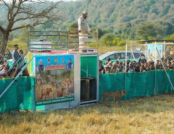 BIG NEWS : कूनो पार्क पहुंचे मुख्यमंत्री डॉ. मोहन यादव, खुले जंगल में छोड़े चीते, वीरा और उसके दो शावकों को किया रिलीज, इस दिन मध्य प्रदेश को फिर मिली बड़ी सौगात, पढ़े खबर