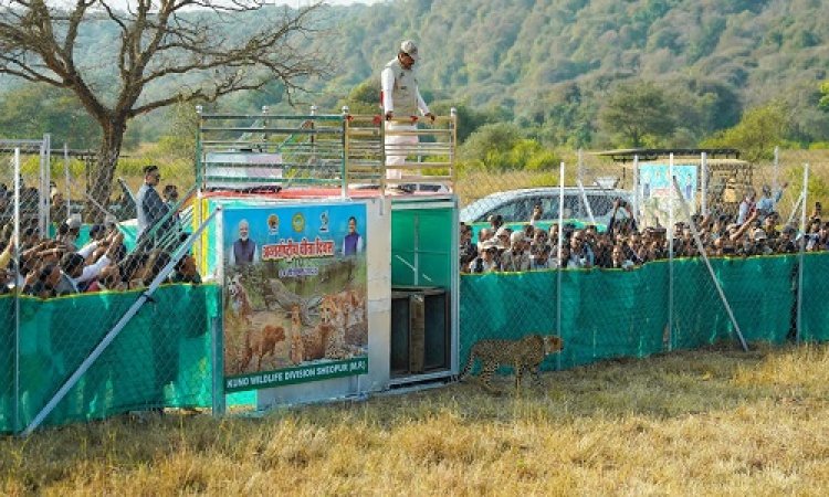 BIG NEWS : कूनो पार्क पहुंचे मुख्यमंत्री डॉ. मोहन यादव, खुले जंगल में छोड़े चीते, वीरा और उसके दो शावकों को किया रिलीज, इस दिन मध्य प्रदेश को फिर मिली बड़ी सौगात, पढ़े खबर