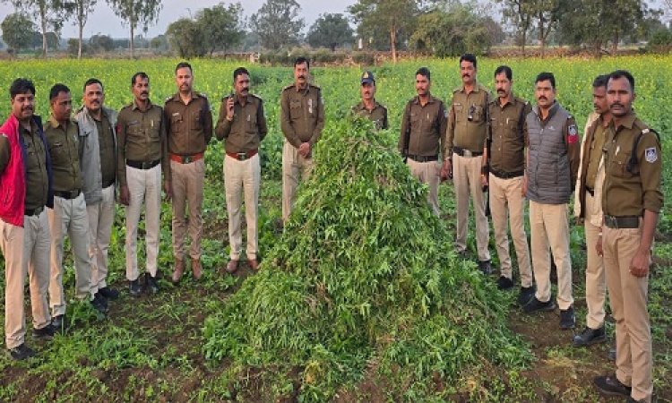 BIG NEWS : अवैध नशे की खेती की सूचना, और अलर्ट हुई तीन थानों की पुलिस, फिर कुकड़ेश्वर क्षेत्र के इस गांव में दी दबिश, बड़ी मात्रा में गांजे के हरे पौधे जप्त, कीमत लाखों में, पढ़े मादक पदार्थ के खिलाफ कार्यवाही से जुड़ी ये खबर