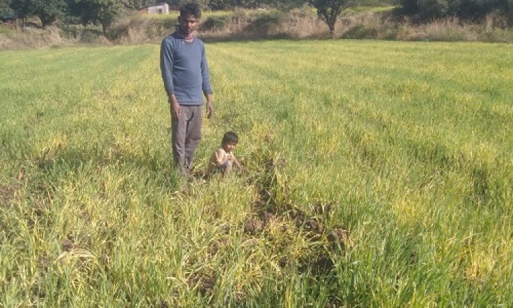 OMG ! आर्थिक रूप से परेशान किसान ने तैयार की फसल, पुरानी रंजिश के चलते खेत में घुसा ये व्यक्ति, बेशकिमती गेहूं को पहुंचाया नुकसान, चीताखेड़ा चौकी पहुंची शिकायत, जांच में जुटी पुलिस, पढ़े खबर