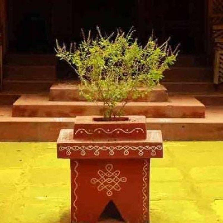 NEWS :तुलसी लगाने की सही दिशा और दिन, जो बदल देंगे आपका जीवन, दूर होगी आपकी आर्थिक तंगी…