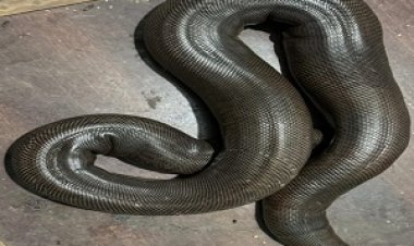 BIG NEWS-मुखबिर की सूचना पर मंदसौर वन विभाग का बड़ा एक्शन, हवाई पट्टी पर घेराबंदी कर, रेड सेंड बोआ सांप किया बरामद, नीमच का कोसर बेग गिरफ्तार, पढ़े खबर