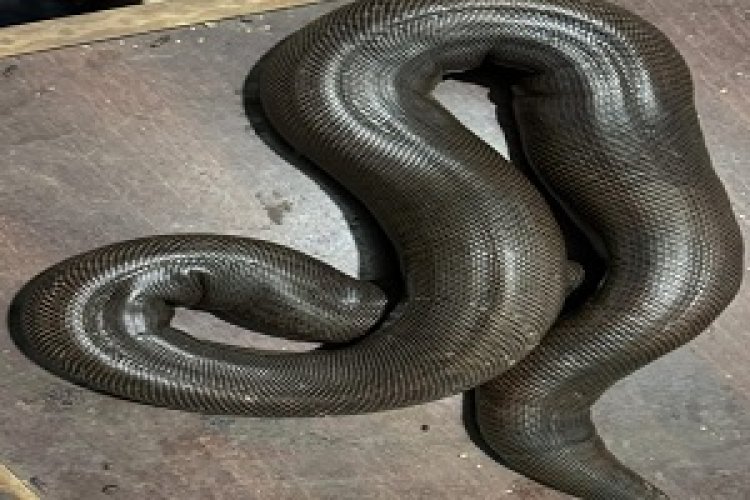 BIG NEWS-मुखबिर की सूचना पर मंदसौर वन विभाग का बड़ा एक्शन, हवाई पट्टी पर घेराबंदी कर, रेड सेंड बोआ सांप किया बरामद, नीमच का कोसर बेग गिरफ्तार, पढ़े खबर