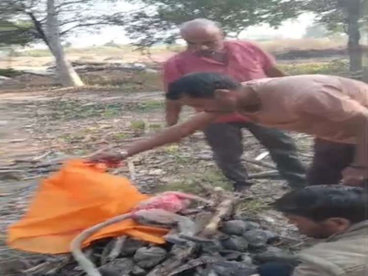 BIG NEWS-हरवार में 11000‑वोल्टेज लाइन की चपेट से वानर की मौत: ग्रामीणों ने किया अंतिम संस्कार, प्रशासन से शीघ्र कार्रवाई की मांग, पढ़े खबर