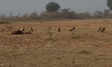 NEWS: गाँधीसागर वन्यप्राणी अभयारण्य, नीमच–मंदसौर क्षेत्र में गिद्धों की उत्साहजनक वृद्धि, संयुक्त गणना में 1084 + 507 गिद्ध दर्ज, संरक्षण प्रयासों के मिले सकारात्मक परिणाम,पढ़े खबर