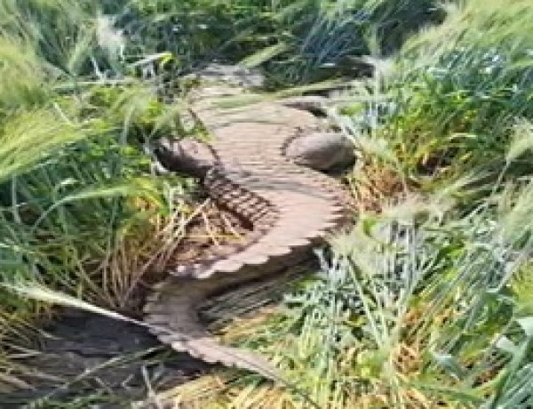 BREAKING NEWS: खेत में दहशत! दाता रतनपुरा की गेहूं फसल में घुसा 10 फीट लंबा मगरमच्छ,दो घंटे की मशक्कत के बाद वन विभाग ने किया रेस्क्यू ,पढ़े मनीष जोलानिया की खबर