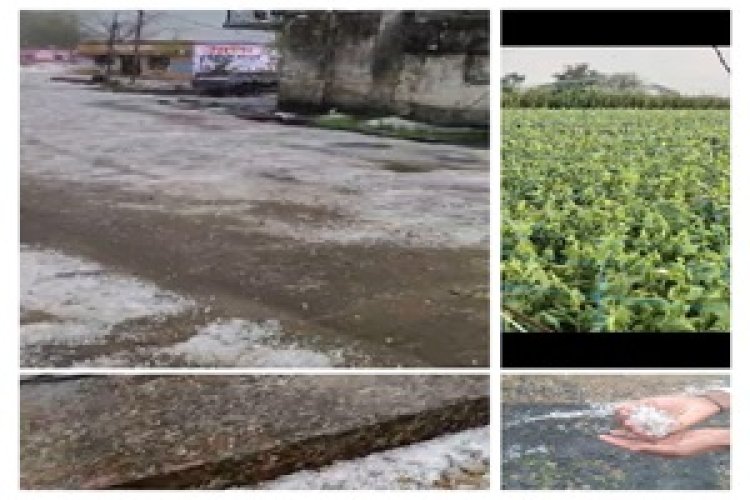 BREAKING NEWS:  मौसम ने ली करवट,नीमच जिले में ओलावृष्टि, सोशल मीडिया पर वायरल हुए वीडियो, किसानों की बढ़ी परेशानी,पढ़े खबर